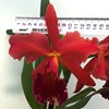 Blc. Miriam Suzuki Vivacious -2